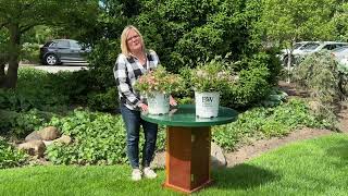 Kelly’s Corner: Proven Winners Happy Face Hearts Potentilla & Yuki Cherry Blossom Deutzia