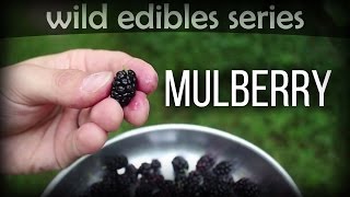 Mulberry - Wild Edibles Series