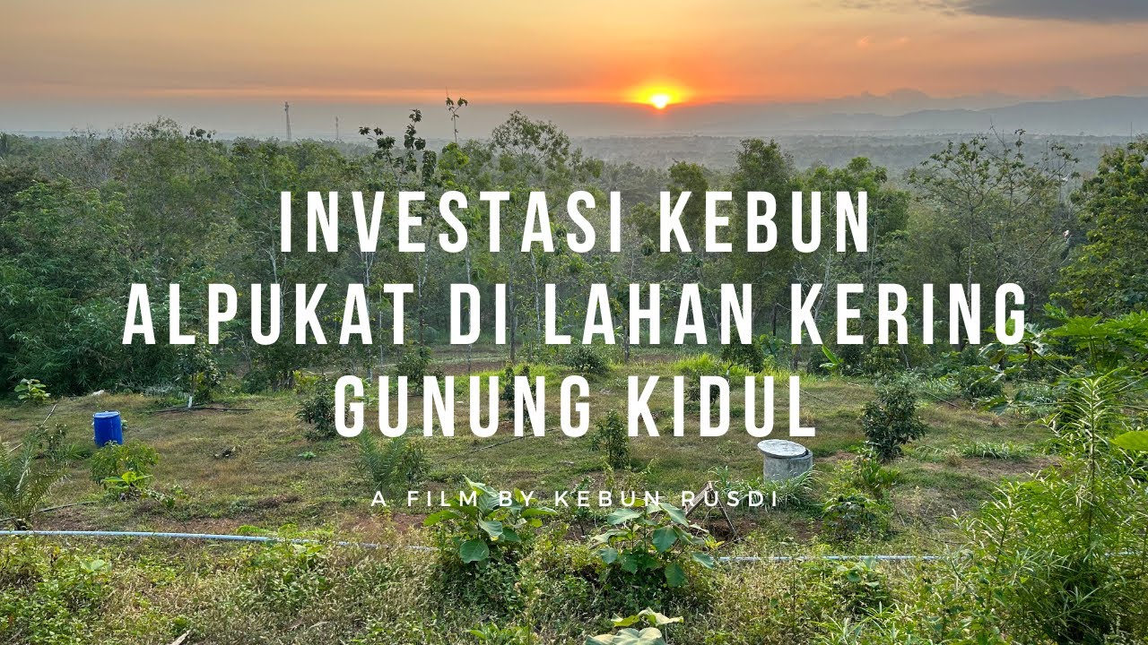 Investasi Kebun Alpukat di Lahan Kering Gunung Kidul