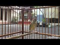 Blackthroat Gacor Buka Sayap Masteran Omkicau(.mp3 .mp4) Mp3 - Mp4 Download