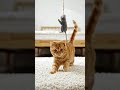 Poco #cat PLAYING ▶️ ✨️ #beatifulnature #viral #shorts
