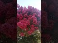 شجرة لجستروميا أو تمر حنة Lagerstroemia 