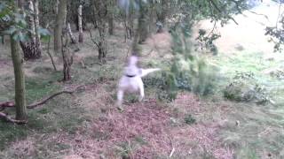 Spinning Staffie