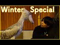 クリスマスBGMと共に♡ハシビロコウのふたばと大好きなお兄さんのロマンチックなシーン! ふたば2020総集編　ほっこり!FUTABA 2020 The most romantic scene