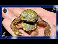 I came here to hunt for food on the coast, let's see what to eat today! |Aqua Quest #seafood