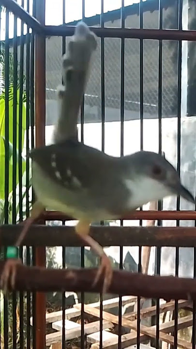 Pancingan burung ciblek bahan biar cepat gacor 0102 #burung  #kicaumania
