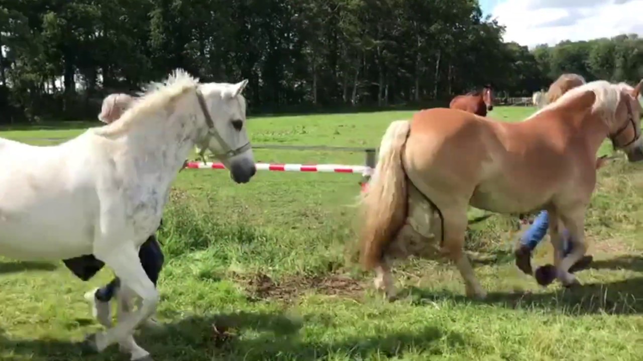 't Hoefijzer Vakantie 2020