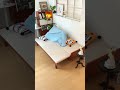 もう長さで迷わない！伸縮自在な魔法のソファ🛋️ #home #tiaro #伸縮ソファ #sofa #sofabed #ティアロ #インテリア #多機能