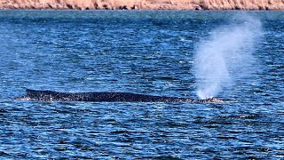 نهنگ گوژپشت در آبهای کم عمق شمال آلمان گرفتار شد سمعها