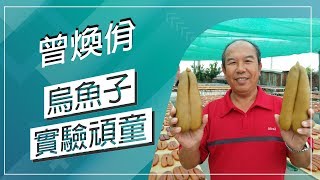 草地狀元-蜜蠟烏魚子實驗頑童(20171127播出)careermaster