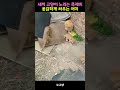 새끼 고양이 노리는 족제비 용감하게 싸우는 어미