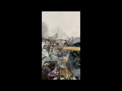 3 more cats added! Yozhik, Roswell and Tuggerbum! - THE CHORUS