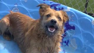 Animal Adoptions in Hamilton