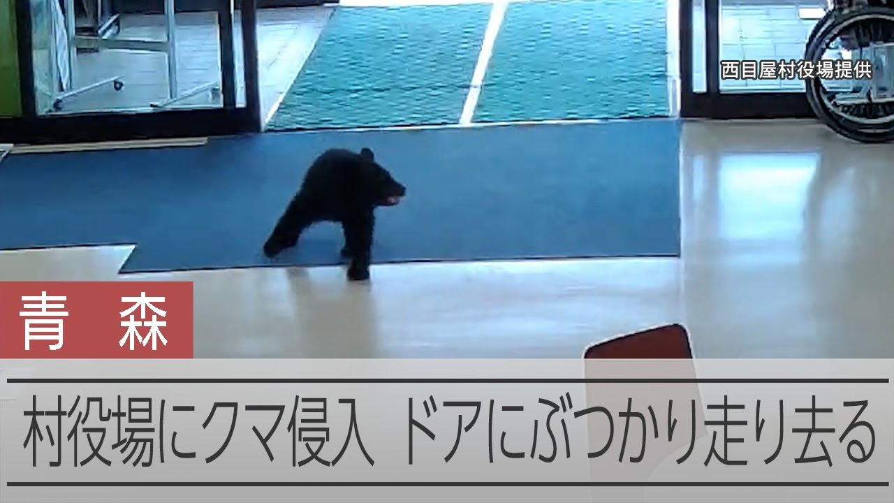 村役場にクマが侵入、ドアにぶつかり走り去る 青森県西目屋村 - YouTube