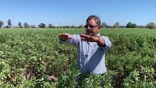Faba bean breeding for northern New South Wales and southern Queensland, Australia