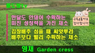 영채 Garden cress 새싹채소, 영채김치, 북한김치, 고추냉이 맛과 상추의 부드러움을 가진 채소, 인도 전통의학에서 산후 조리, 천식, 기관지염 치료에 사용하던 허브