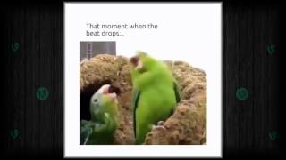 Funny Vine 141