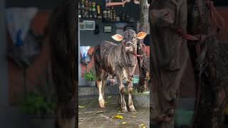 Download Lagu Calon Maskot❗ Sapi Paling Spesial #setiafarm  MP3 Download Lagu Calon Maskot❗ Sapi Paling Spesial #setiafarm  MP3