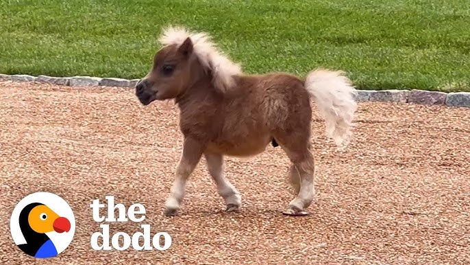 Baby miniature horse chasing me - YouTube
