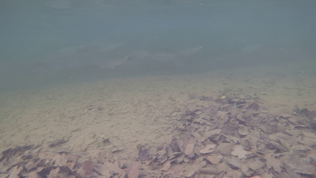 20 Mile Creek Underwater Video of Steelhead