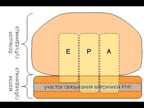 Рибосома