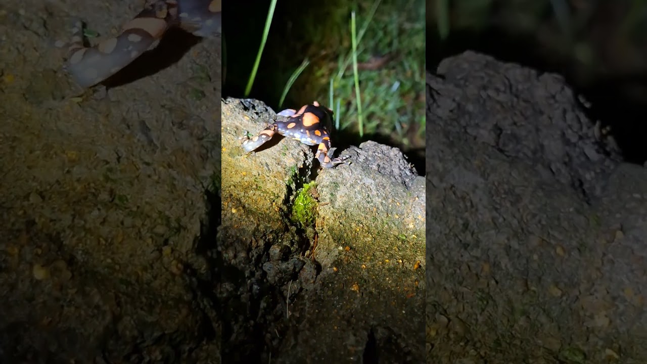 Phrynomantis affinis crawling