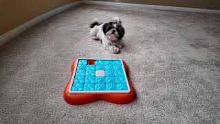 The Puzzle Guru Shih Tzu Zoey Playing With Outward Hound Level 3 Advanced Dog Puzzle by Zoey The Happy Face 379 views 1 month ago 2 minutes, 47 seconds