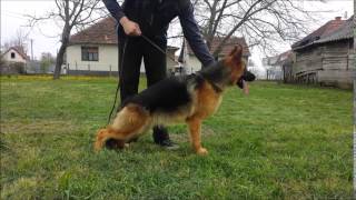 PARGA NOSTER AMICUS-11 month's old