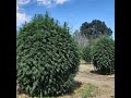 Learn How To Grow Cannabis Like a Pro With Online Training From CTU!