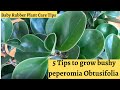 How to grow a bushy Peperomia Obtusifolia plant