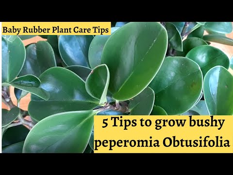 How to grow a bushy Peperomia Obtusifolia plant