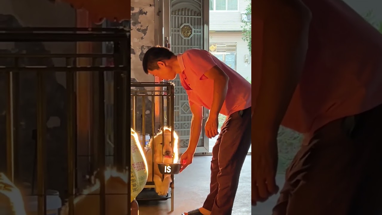 Золотистый ретривер выглядит как расплавленное золото 😍