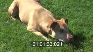 Documentary Monster the Dog (rough draft)