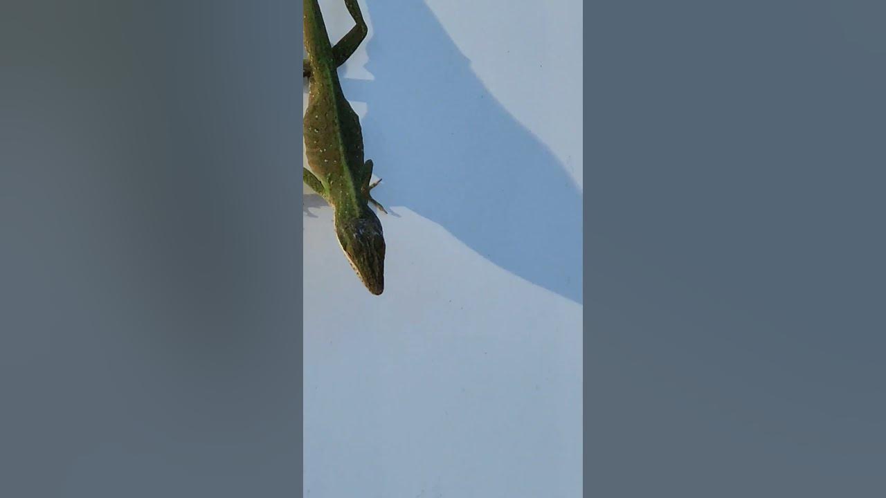Green anole gets the two steps done upside down! anole lizard usa 
