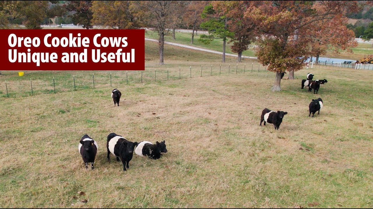 Oreo Cookie Cows Unique and Useful