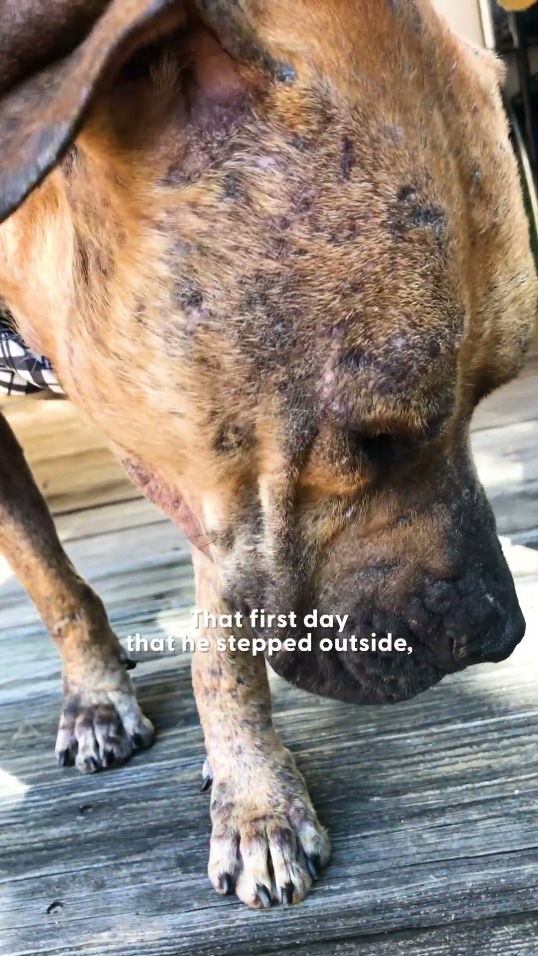 Dog Chained Up For Years Comes Back To Life In His New Home | The Dodo