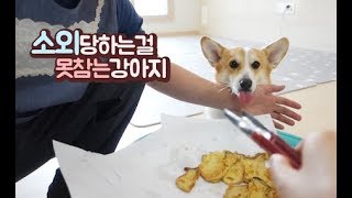 소외당하는걸 못참는 강아지ㅣ웰시코기 아리