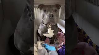 How I Feed My Well Trained Dog Every Morning