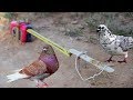 Awesome Very easy Simple Bird Trap Make from Meter and a Popsicle Stick