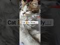 “पढ़ने नहीं दे रही 😭🐱” #cat #shortvideo #shortsviral