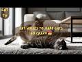 This Audio Makes Cats Go INSANE 😻 | Cat Noises to Make Cats Go CRAZY