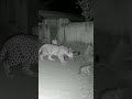 LEOPARD suddenly broke into a house, the brave CAT pulled an "ABSOLUTELY SHOCKING" move! 😱🤯#wildlife