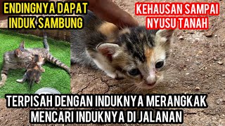 A kitten cries while looking for its mother on the street until it is thirsty and wants to suckle...