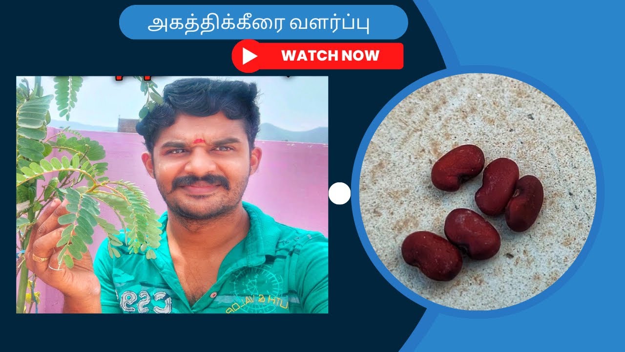 அகத்திக்கீரை விதையிலிருந்து வளர்ப்பது எப்படி? Agathikeerai(Vegetable Hummingbird) Valarpathu Eppadi?