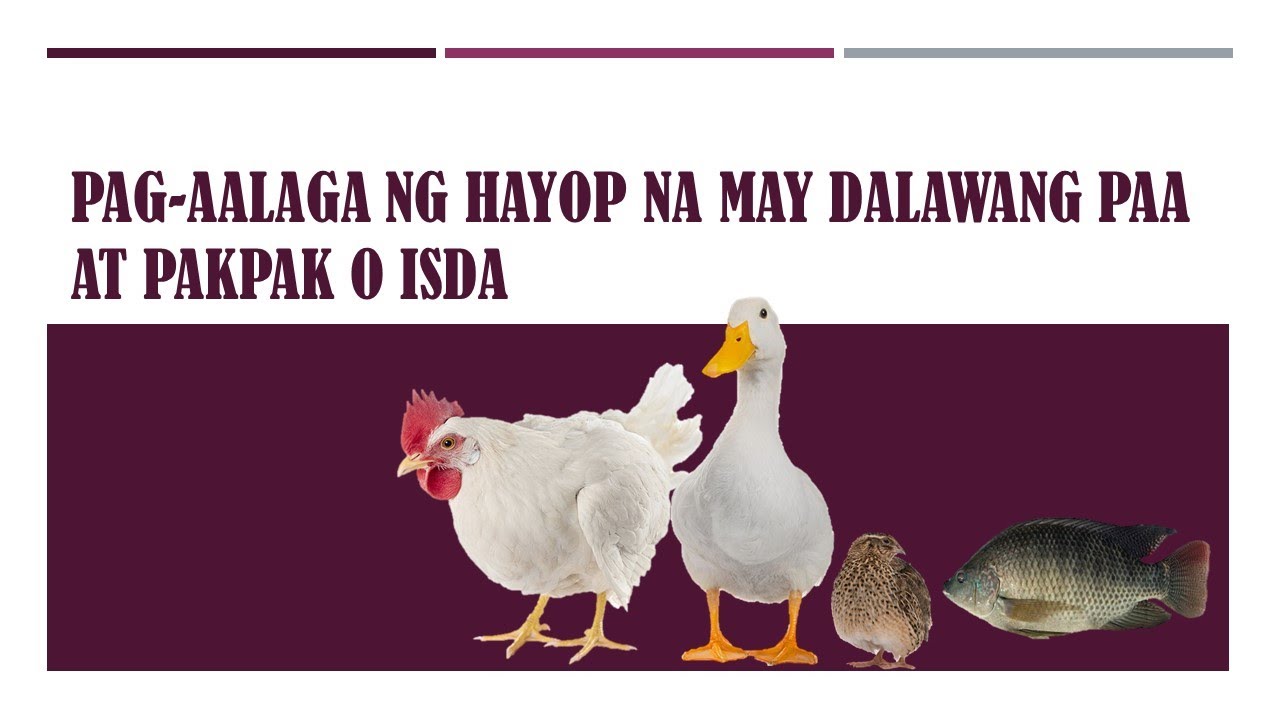 PAG AALAGA NG HAYOP NA MAY DALAWANG PAA AT PAKPAK O ISDA - YouTube