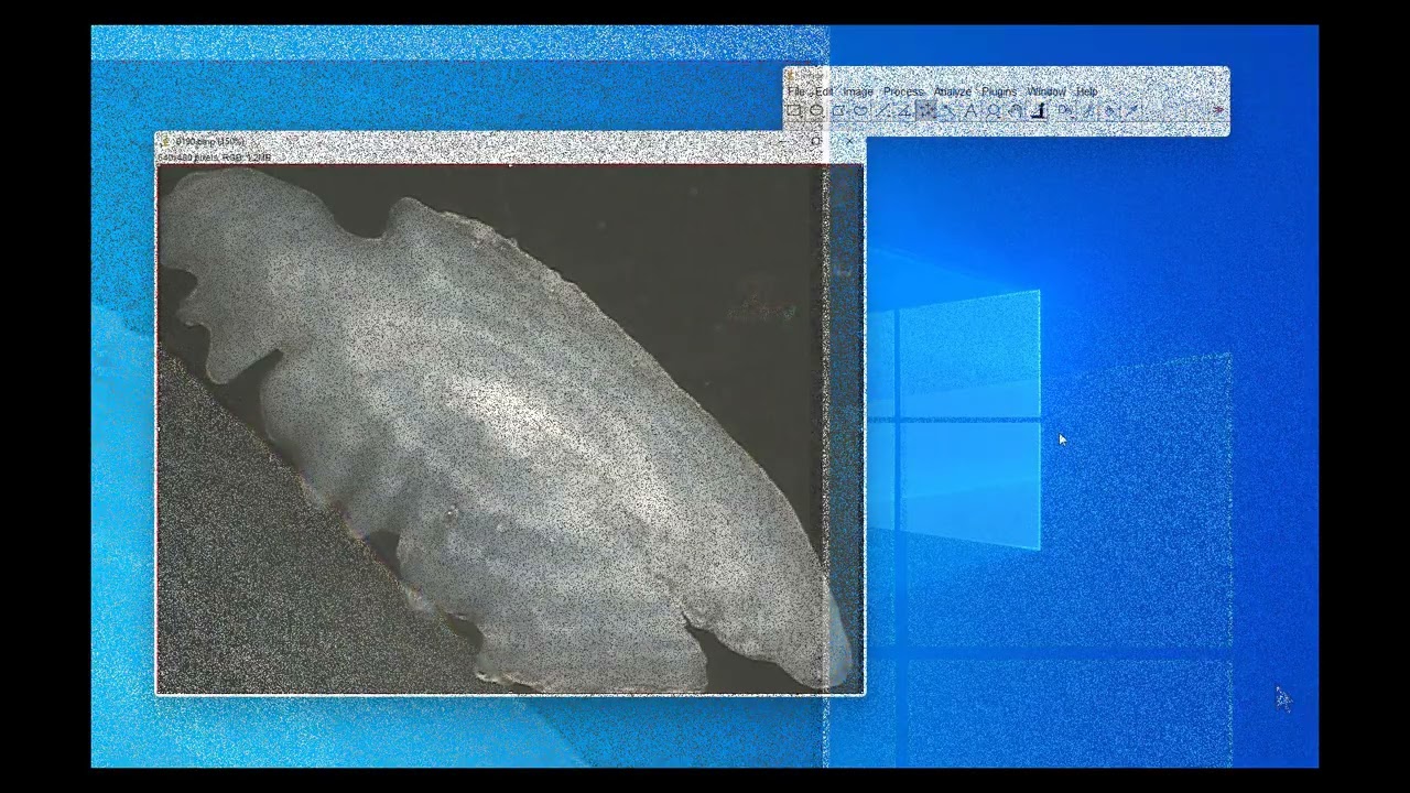 Back Calculating with ImageJ Tutorial - LATEST VERSION