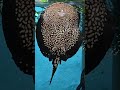 Polka-Dot Stingray Wiggle