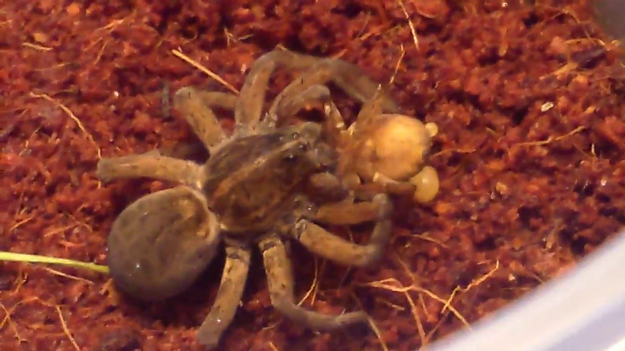 Giant Wolf Spider Kills Rustic Wolf Spider