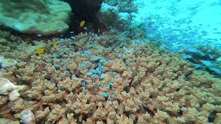Download Lagu Wakatobi Indonesia Blue reef fish on 12/2024 MP3