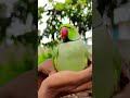 amazing talking parrot mitu 💞😳🙄❤️🦜🦜💚 #parrot #talkingparot #nonstoptalkingparrot #greenparrot